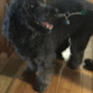 Meet your Posher, Lee